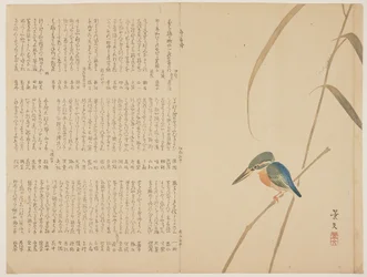 (Martin-pêcheur sur un roseau), c. 1818-1829